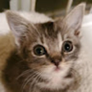 Meet your Posher, Darla